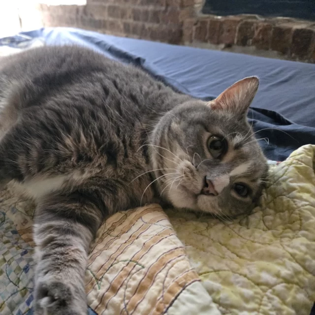 It’s happening… Jellianne Toe Beans is ready for adoption! 🐾⁠
⁠
Some cats breeze through our doors and into homes. Jellianne needed more time than most—and a very patient human. After losing the only person she’d ever bonded with, she arrived scared and unsure, preferring the safety of blanket caves and hiding spots.⁠
⁠
Months of TLC later, she’s made incredible progress—accepting treats and gentle pets from her foster dad (who truly put in the work, step by step).⁠
⁠
Jellianne is still a shy girl, but with a little patience and a lot of love, she’s ready for her next chapter. 💛⁠
⁠
Interested in adopting Miss Toe Beans? Email adoption@treehouseanimals.org or visit bit.ly/THHSAdopt (link in bio). This girl is eligible for a Trial Adoption, as well!⁠
⁠
As an added bonus, if you adopt her during our #EmptyTheShelters event (5/1–5/17), made possible by BISSELL Pet Foundation, her adoption fee will be only $70