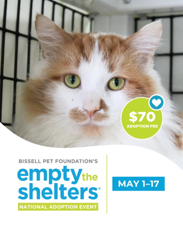 Every kitten season, it’s easy to fall for the tiniest fluffballs—and we don’t blame you one bit. 🥺 While we know those kittens will quickly find their way into loving homes, we’re hoping adopters might come in expecting a kitten…and leave with something just as special: an incredible adult cat, ready to love you right back (and often skip the kitten chaos). 🤩⁠
⁠
📅 Thanks to BISSELL Pet Foundation’s Empty the Shelters event, adoption fees for adult #TreeHouseCats (aged six months and older) are just $70 from Friday, May 1, through Sunday, May 17.⁠
⁠
🔗 Meet our adult cats at bit.ly/THHSAdopt (link in bio)
