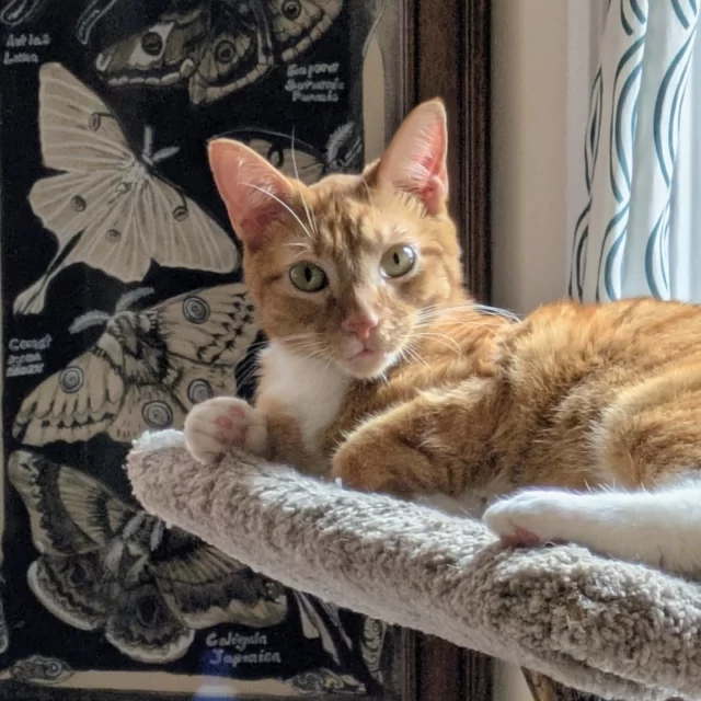 Is it that bad to let work come home with you if it’s an orange cat full of life? 💼 We say no, so here’s another #HappyEndingTail featuring a feline and human member of #TeamTreeHouse! ⁠
⁠
Coady, Admissions Coordinator, adopted Edwynn (formerly known as Ed Sheeran, for his orange coat) last holiday season. After losing two 18-year-old cats last year, Coady and their remaining resident cat, Bigsby, were looking for a new furry friend to breathe life back into their home. So when Edwynn was returned for the second time last year, Coady started visiting him on breaks. 💕⁠
⁠
“He ran circles around me and was very friendly with other cats that joined him,” says Coady, a hopeful sign that he’d fit in well with Bigsby’s confident, playful personality and affinity for wrestling. The pieces were starting to come together, and Coady brought home Edwynn to meet his new brother. 🐈️⁠
⁠
“They took just a few days to meet and less than an hour to cuddle up with one another,” says Coady. Snuggled up together, Edwynn and Bigsby closed out a year of loss with the start of a new, bright chapter in their happy home. 🐾